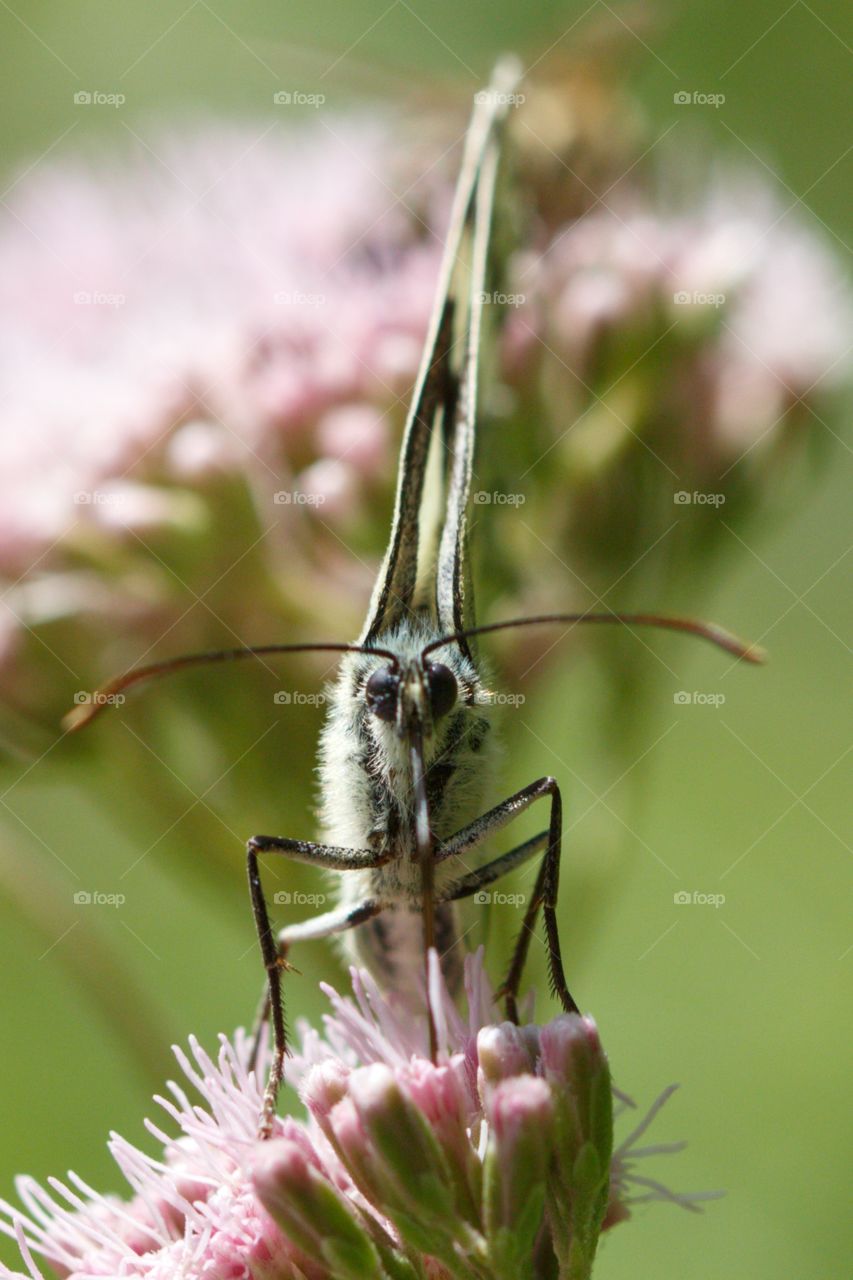 Butterfly on flower