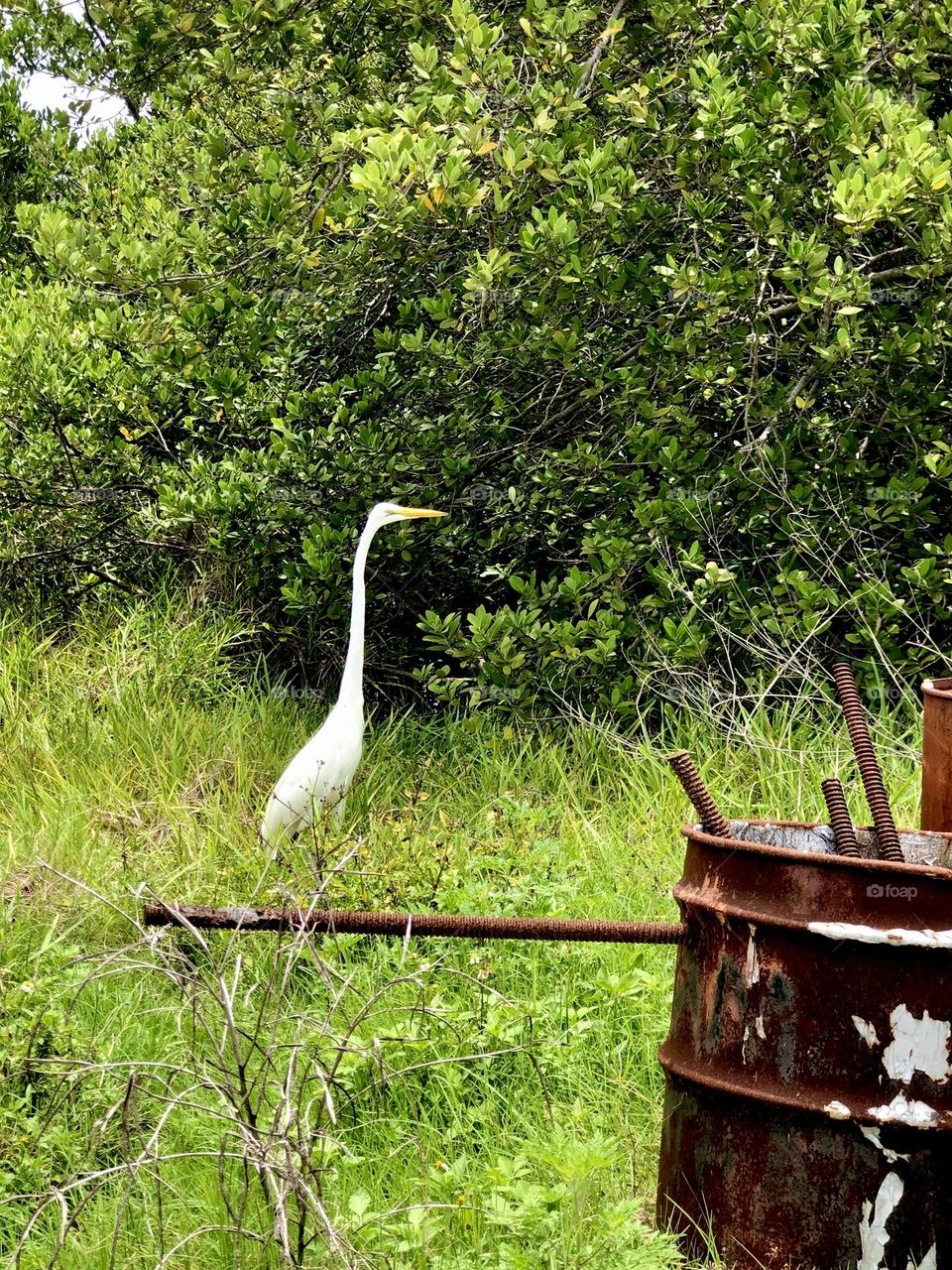 Large white heron stalking through the grass in a junkyard, looking for dinner.