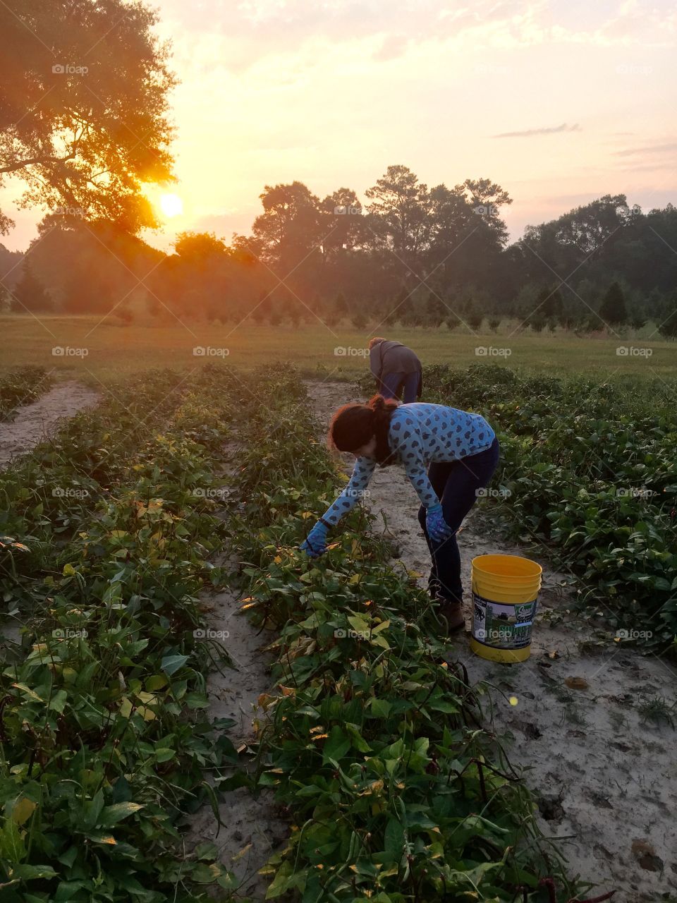 Girl picking peas in Mississippi during the summer harvest 