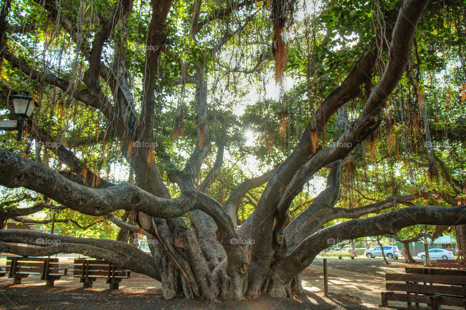 Old banyan tree