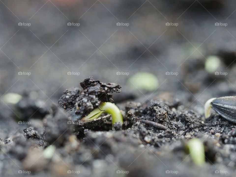 Sprouting sunflower seeds