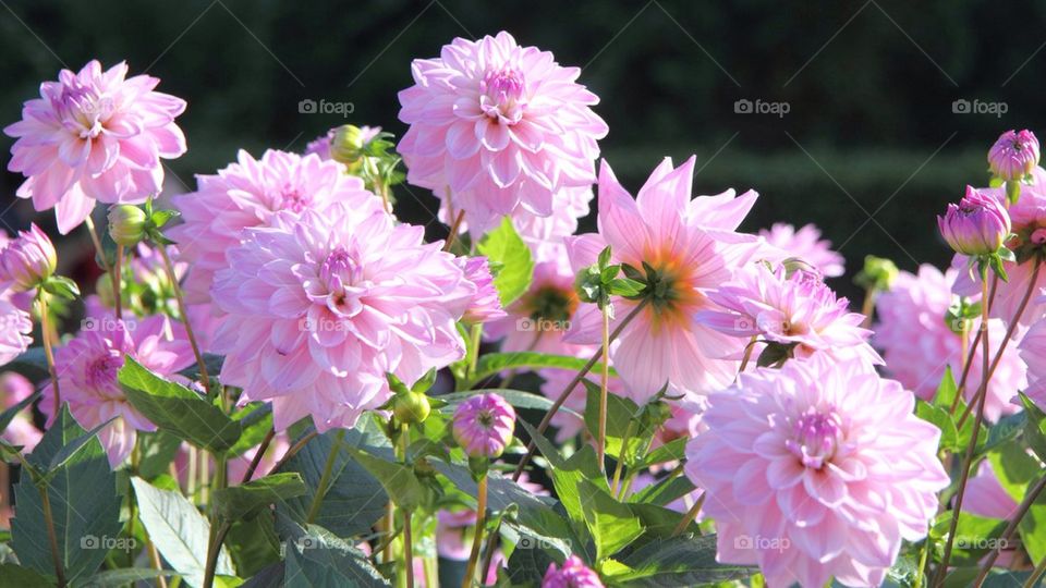 Dahlias