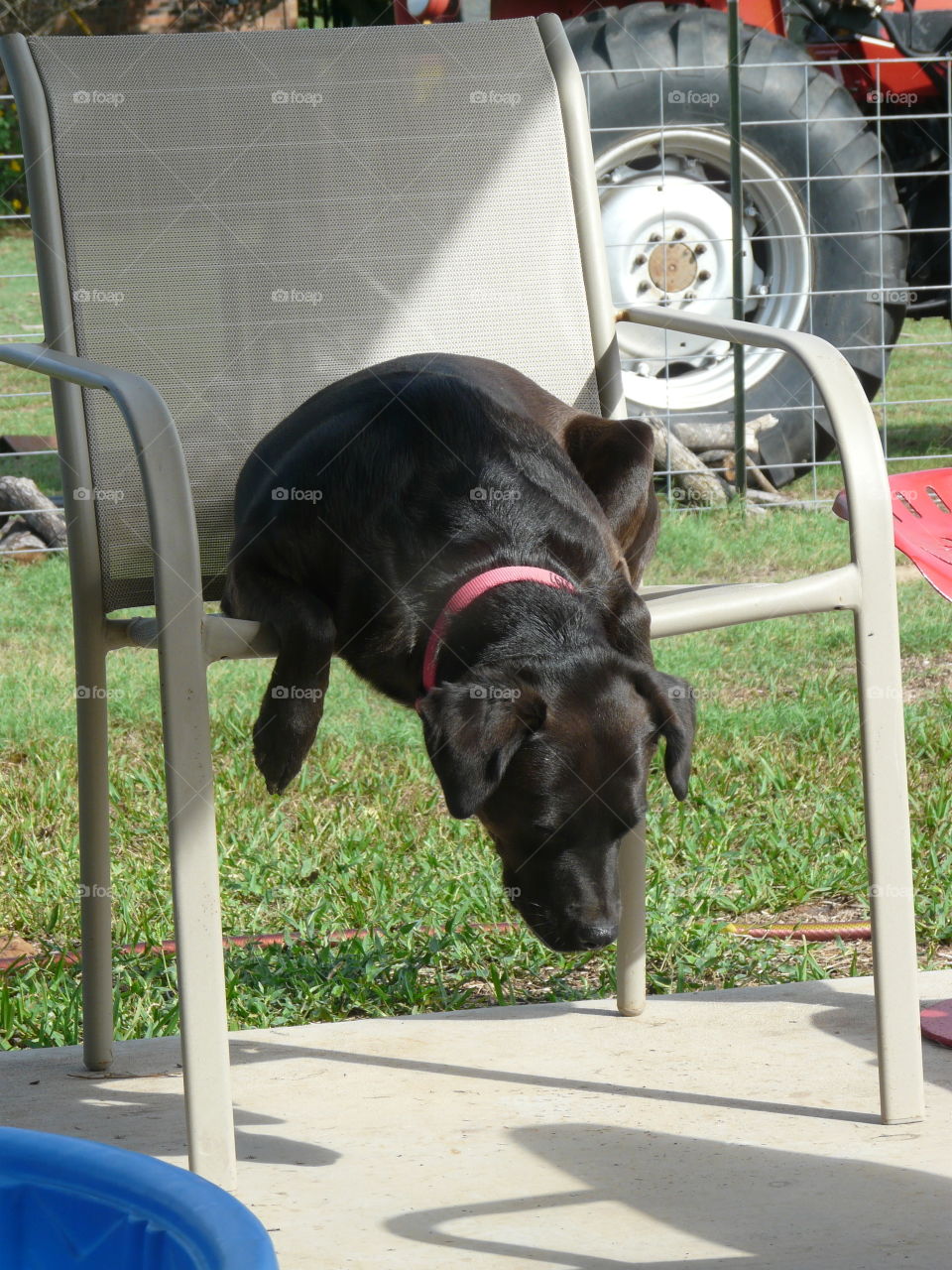 Dog sitting in chair . Black dog sitting on porch chair like a human. She is our rescue dog. Her name is Sweet Pea.