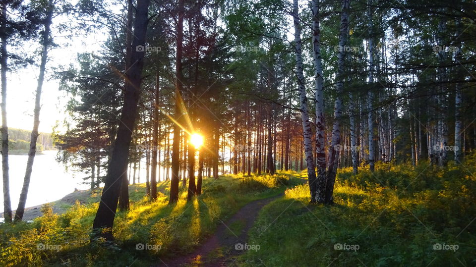 rays of sunlight in the forest of the Urals Russia