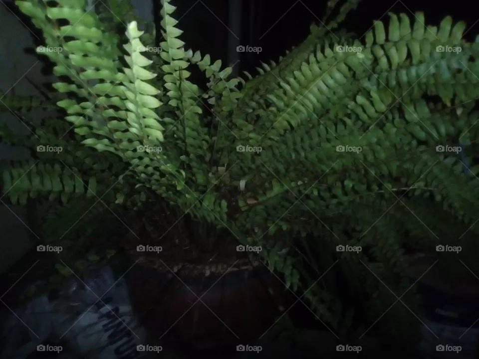 plants