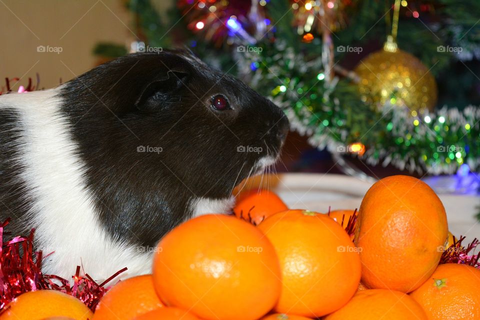 Side view of guinea pig near orange fruit