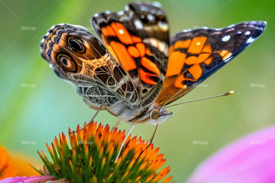 An American Lady butterfly taking in the sweet coneflower nectar. Raleigh, North Carolina. 