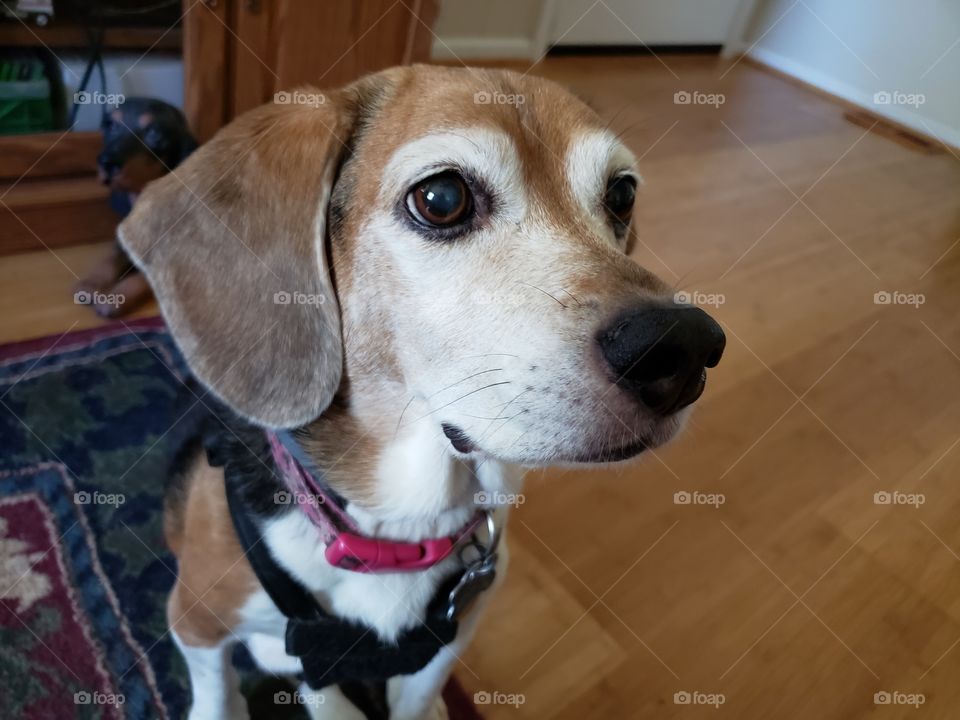 beagle sitting for a treat
