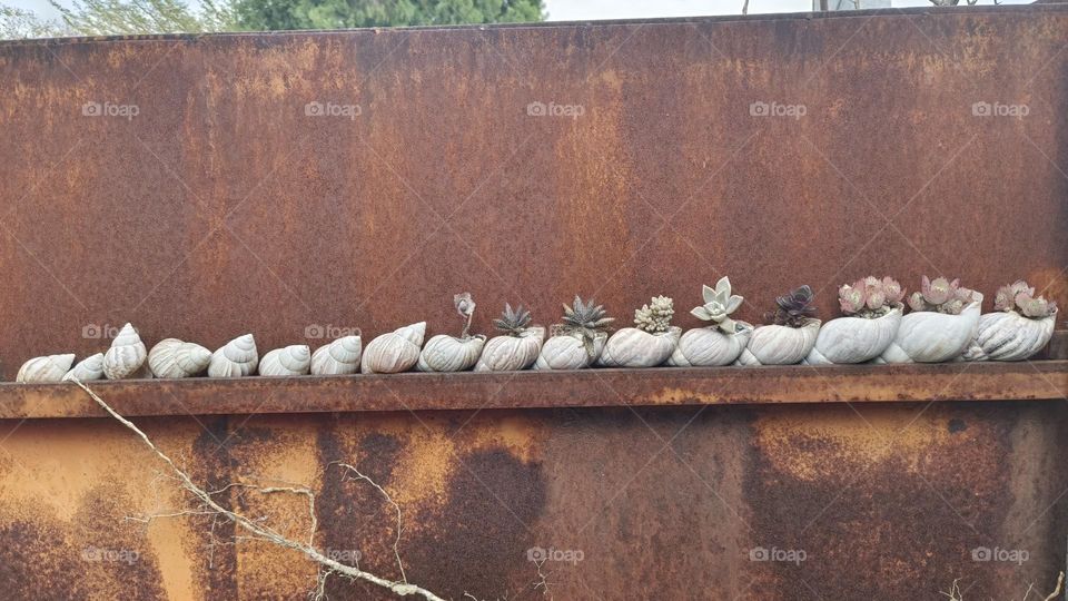 Close-up of a potted snail shell