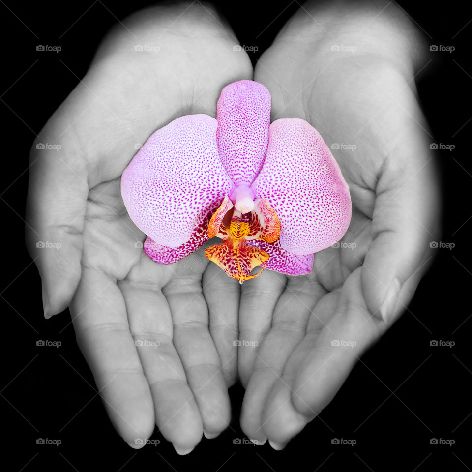 Orchid in hands 