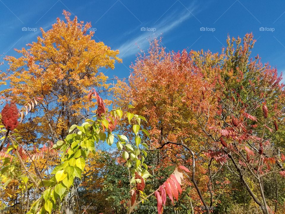 Tree, Leaf, Fall, Nature, Season