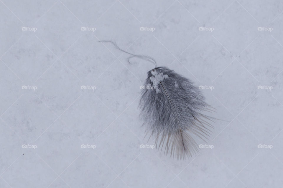 Feather in the Snowy Path