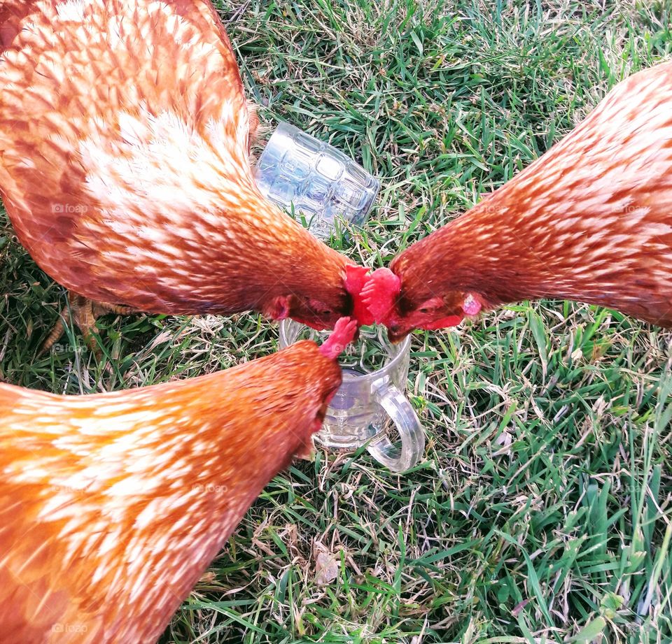 Drunk chickens