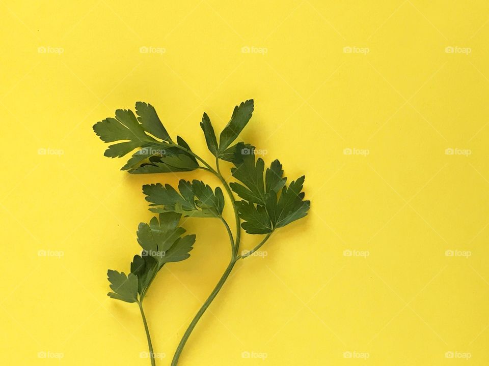 A green parsley leaves on a bright yellow background 