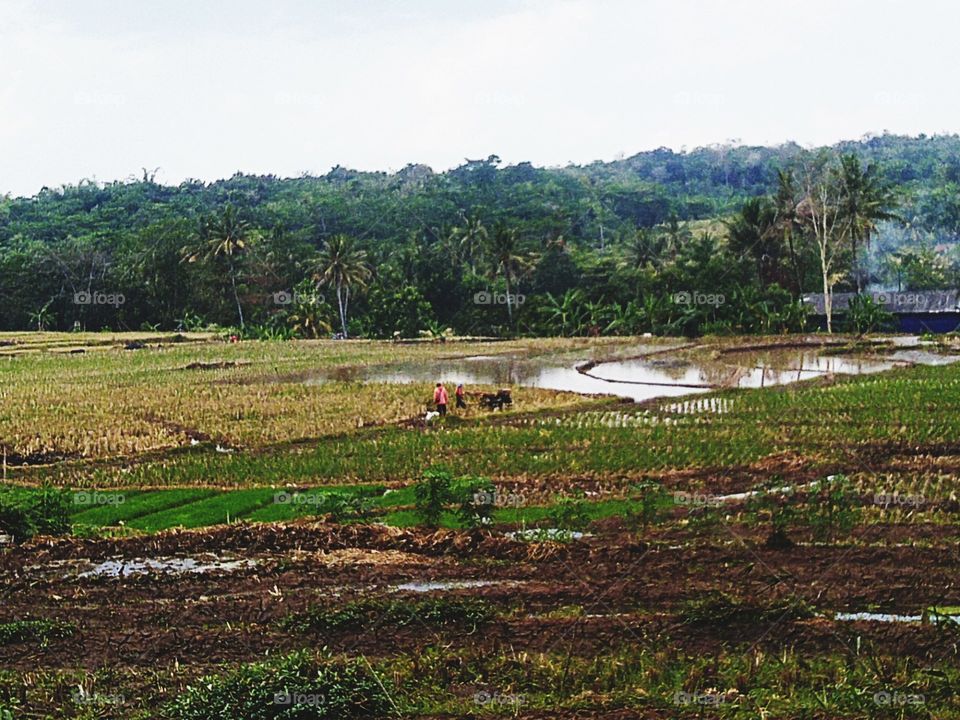 View of rice fields and farmers plowing