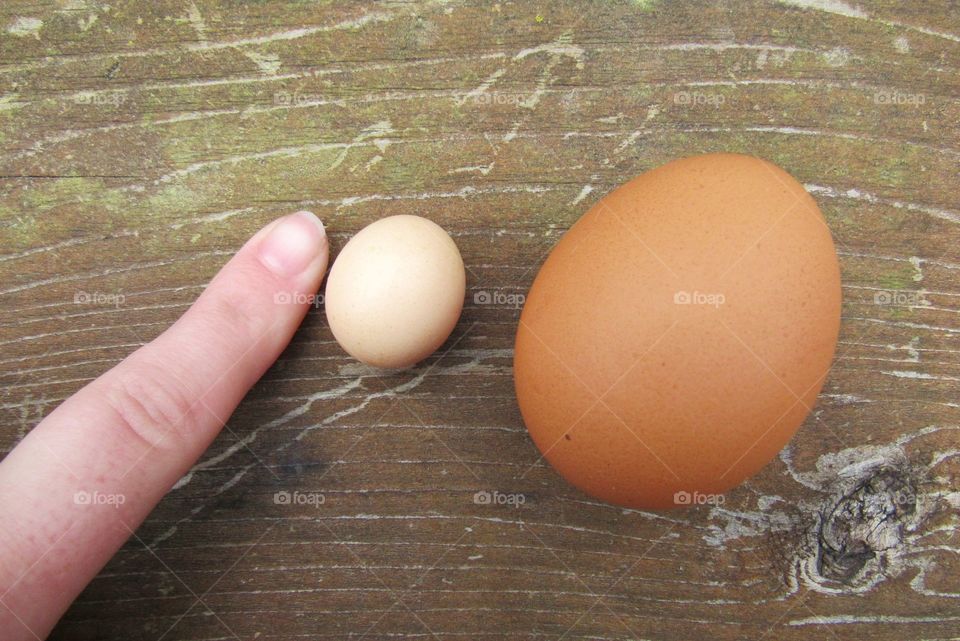 Smallest egg