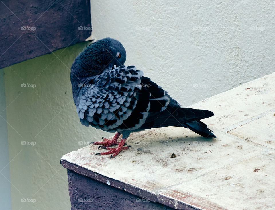 Bird photography - Dove - Perching behaviour