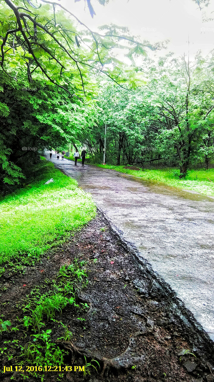 The road between two side greenery of nature.It is rainy season photograph captured at agriculture college kolhapur.