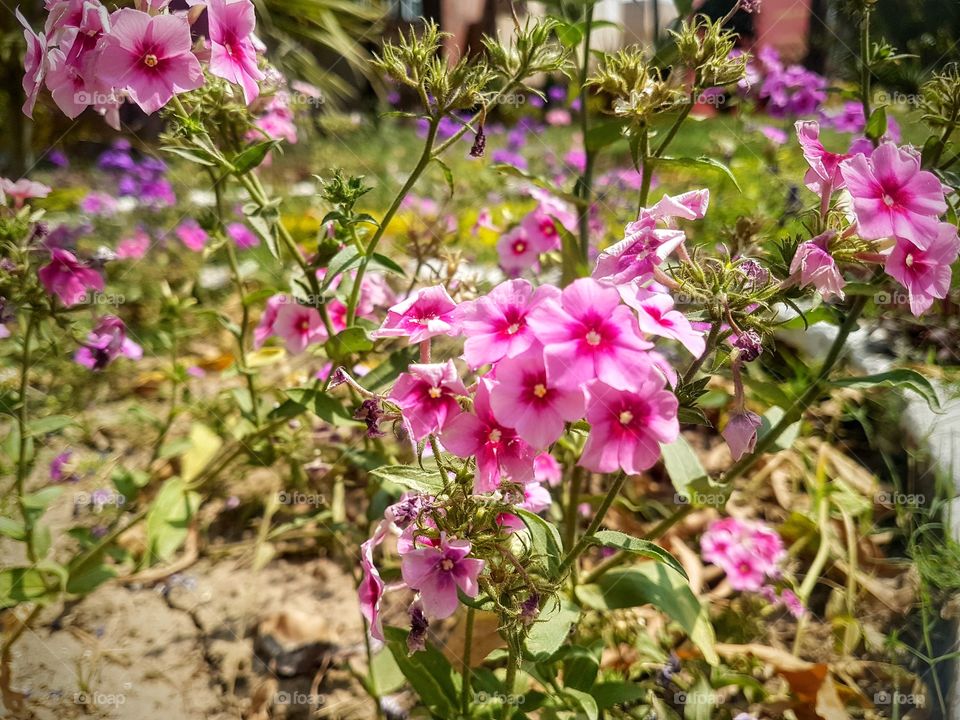 a group of small pink flower  filled in the plant