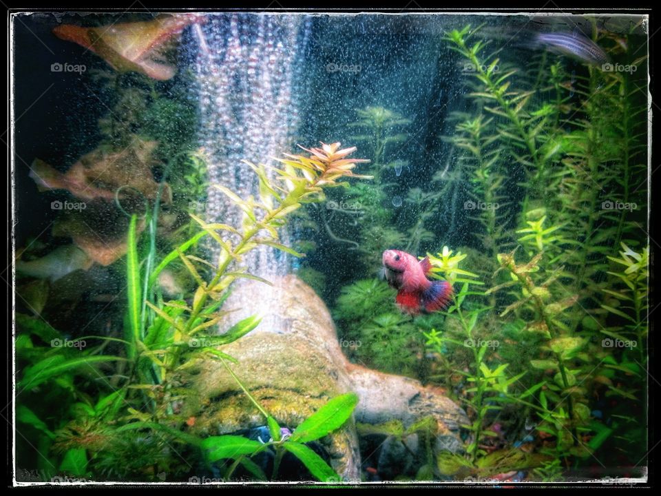 Betta swimming into bubbles
