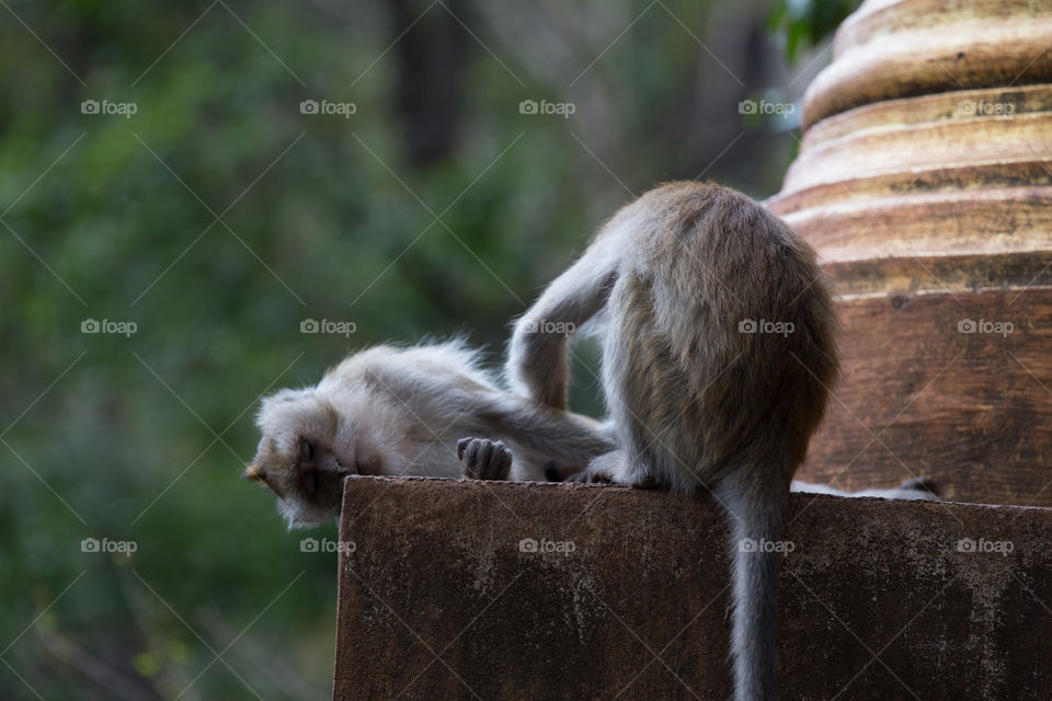 Monkey playing together 