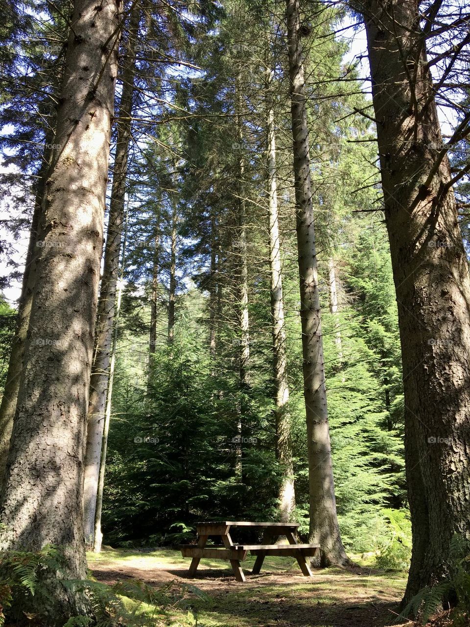 My favourite spot in Hamsterley Forest 🌳