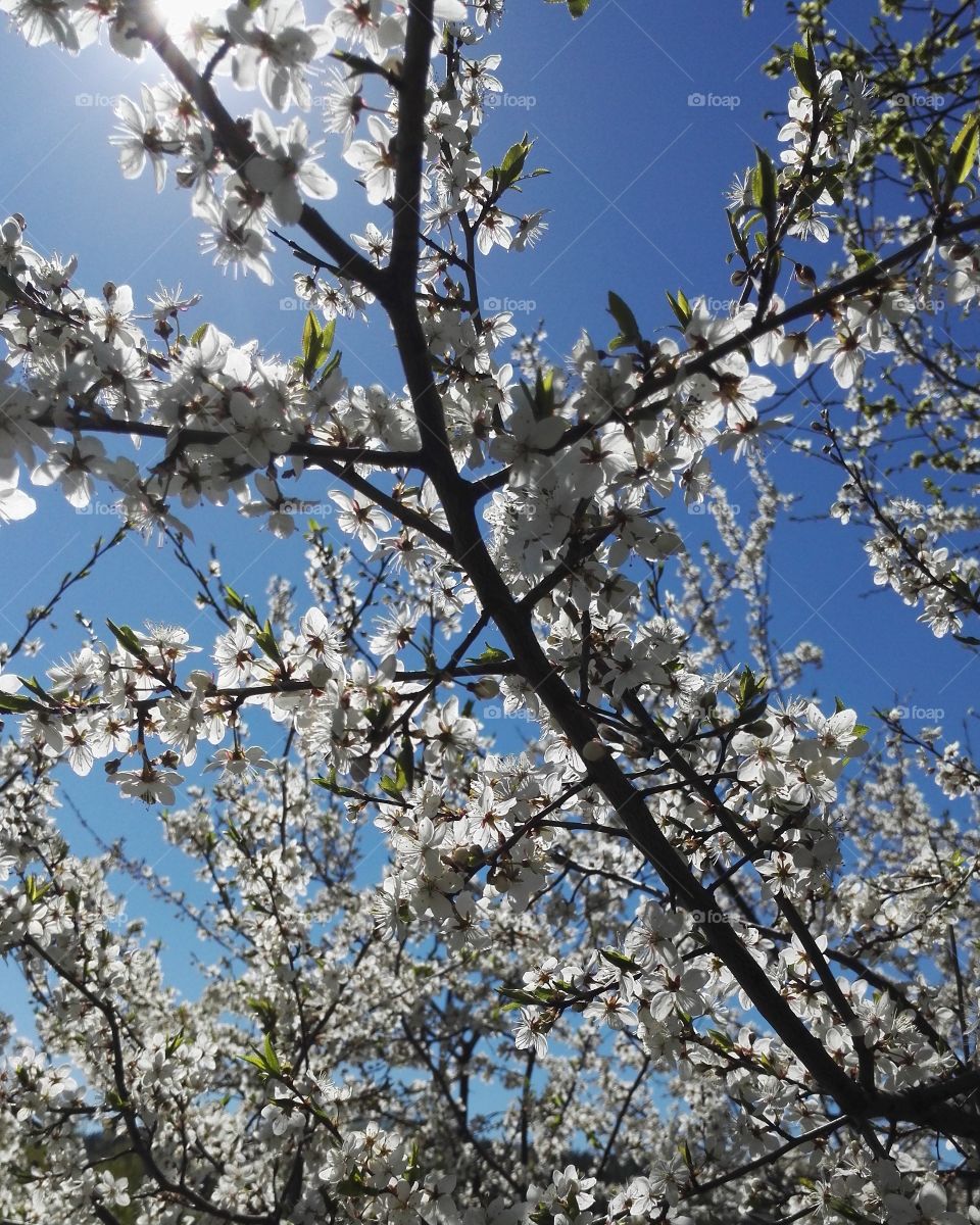 blooming tree