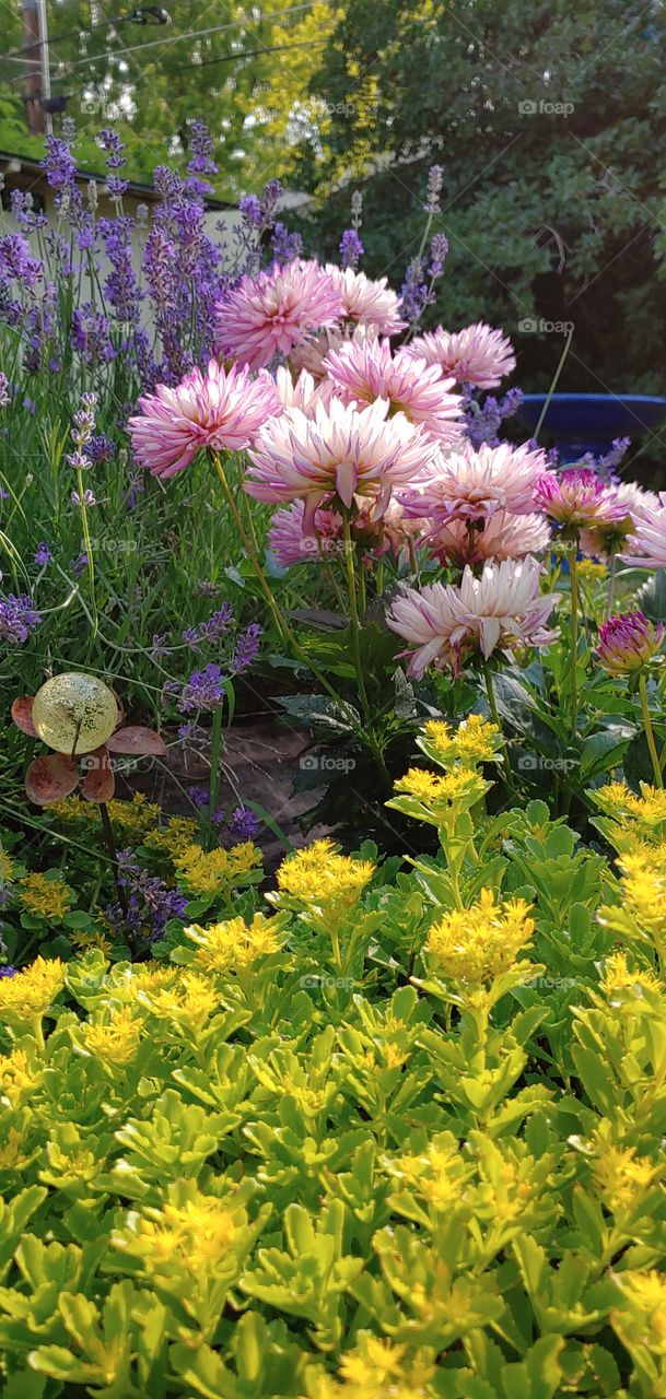 Morning light illuminates Nature's garden work.