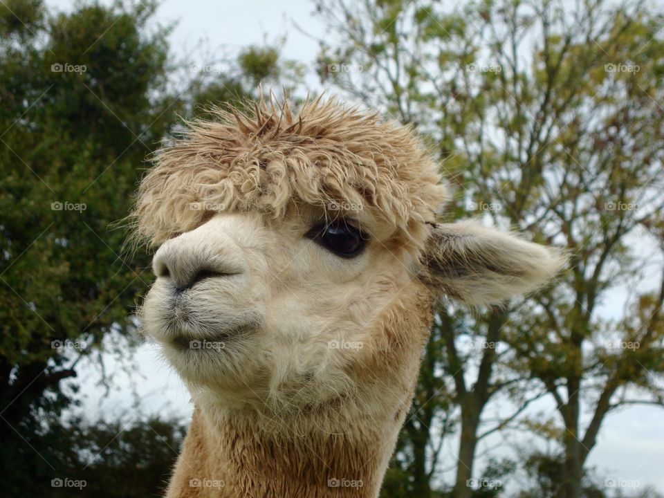 Front view of alpaca