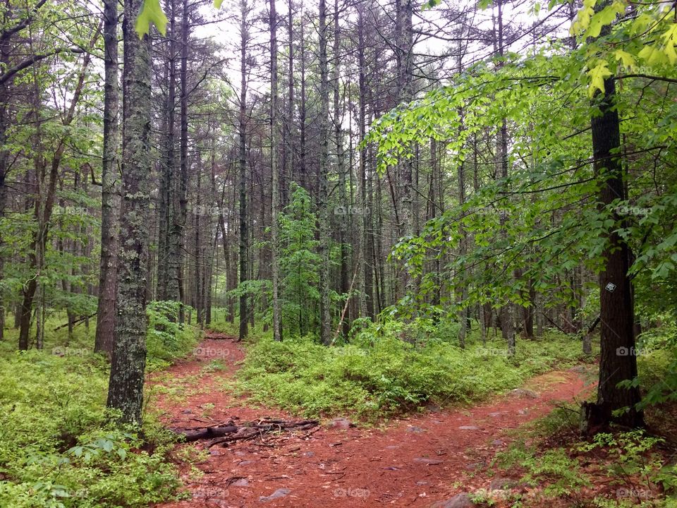 Forest Path 