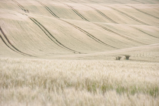 Fields of Moravia in the Czech Republic