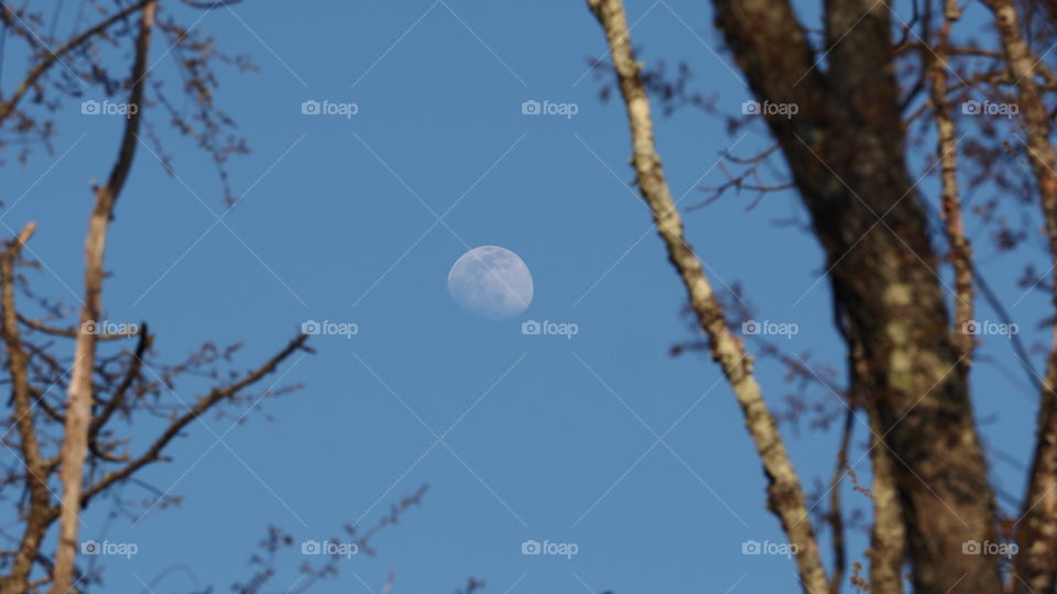 Moon among the Trees