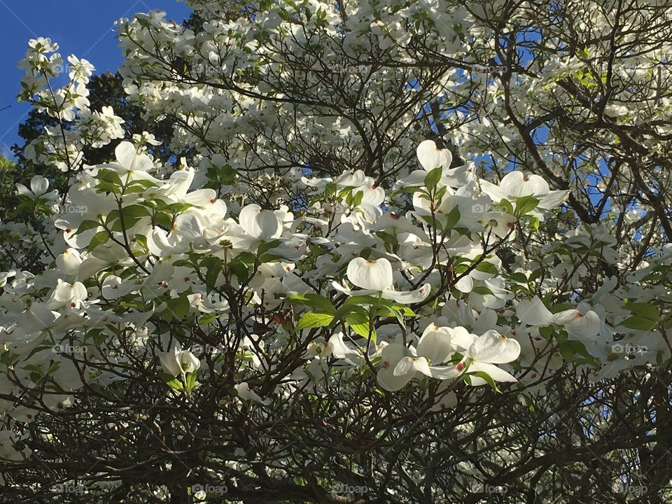 Dogwood glory