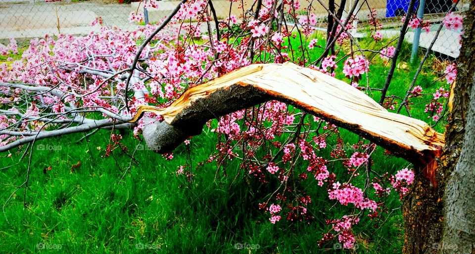fallen tree branch