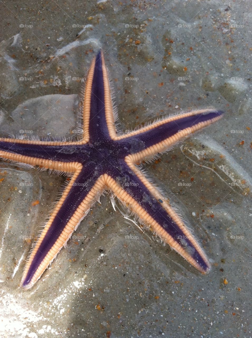 Starfish. Found on the beach 