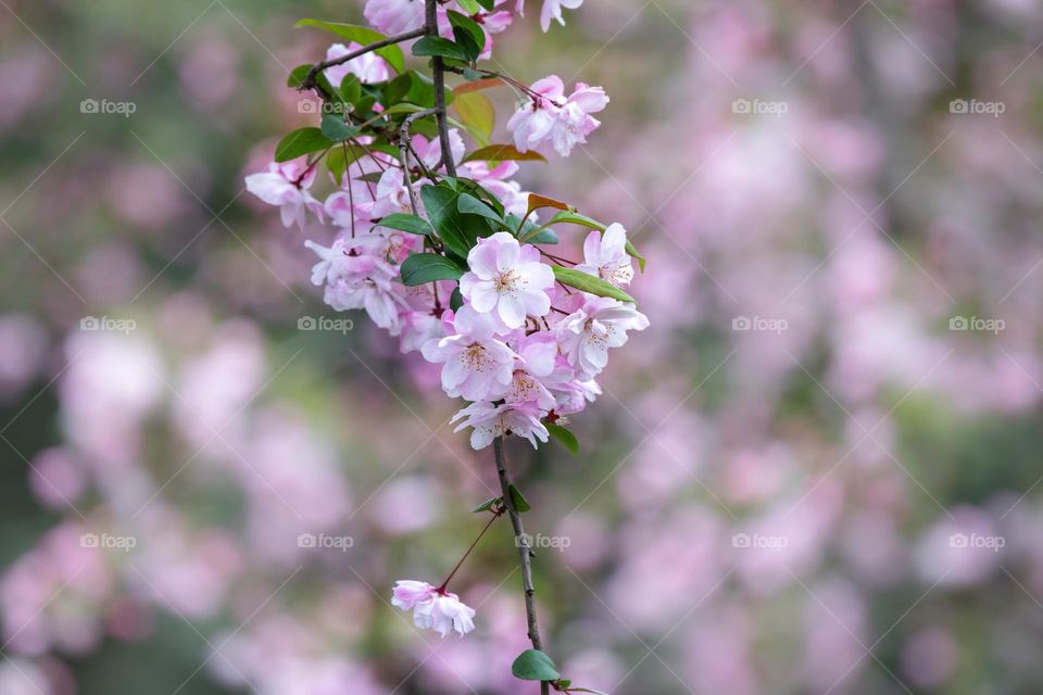 垂丝海棠花