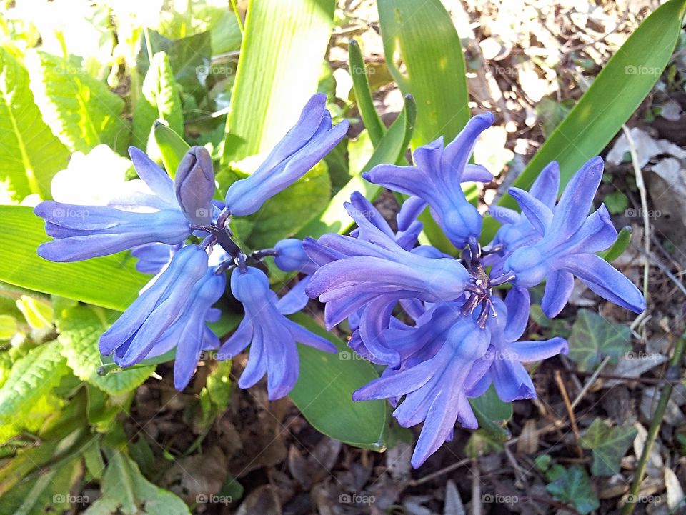 Blue flower in garden