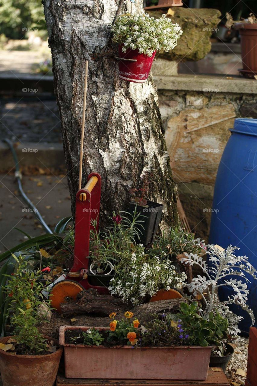 Spring Grass Flowers.