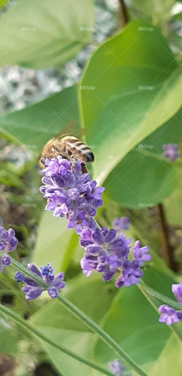 Foap Mission: Photo of the week