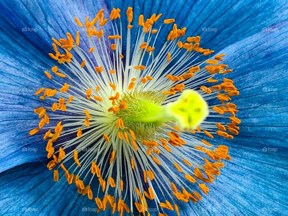 Himalayan poppy