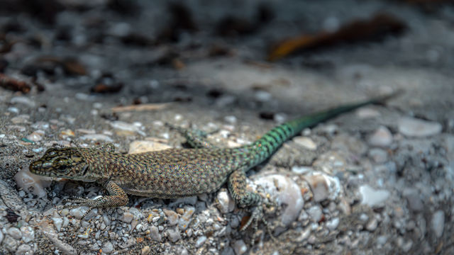 European Wall lizard
