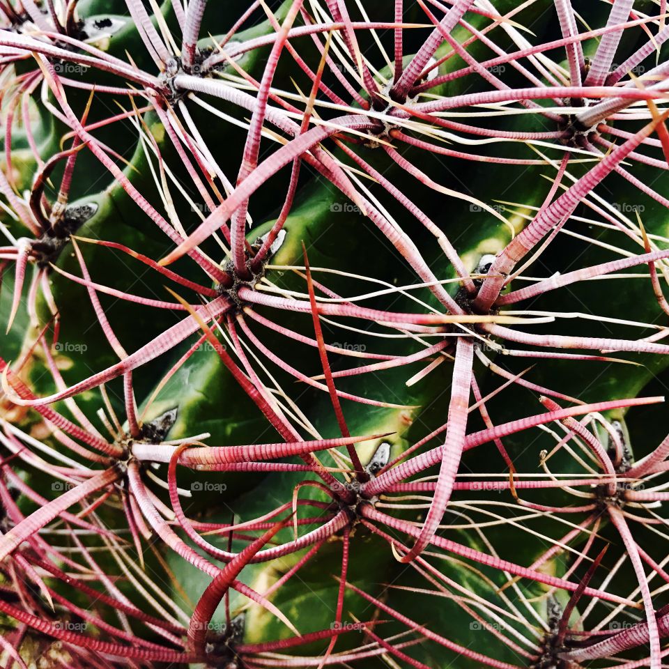 Red Cactus Needles