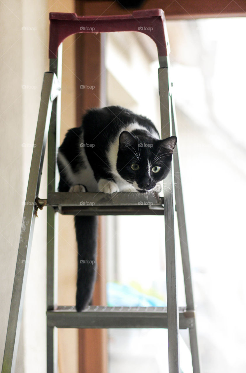 A cat on the ladder