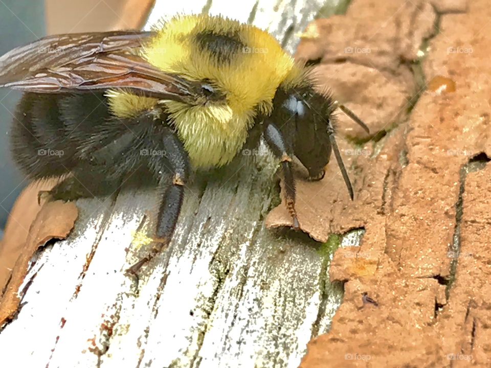 Bee Close-up