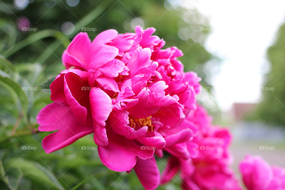 Peony, peonies, roses, pink, red, white, flowers, bouquet, summer, sun, nature. Landscape, still-life, village, flowerbed, plant, vegetation, grass, decor, fluffy, fluffy flowers, bulk flowers, plush flowers, petals, buds, leaves