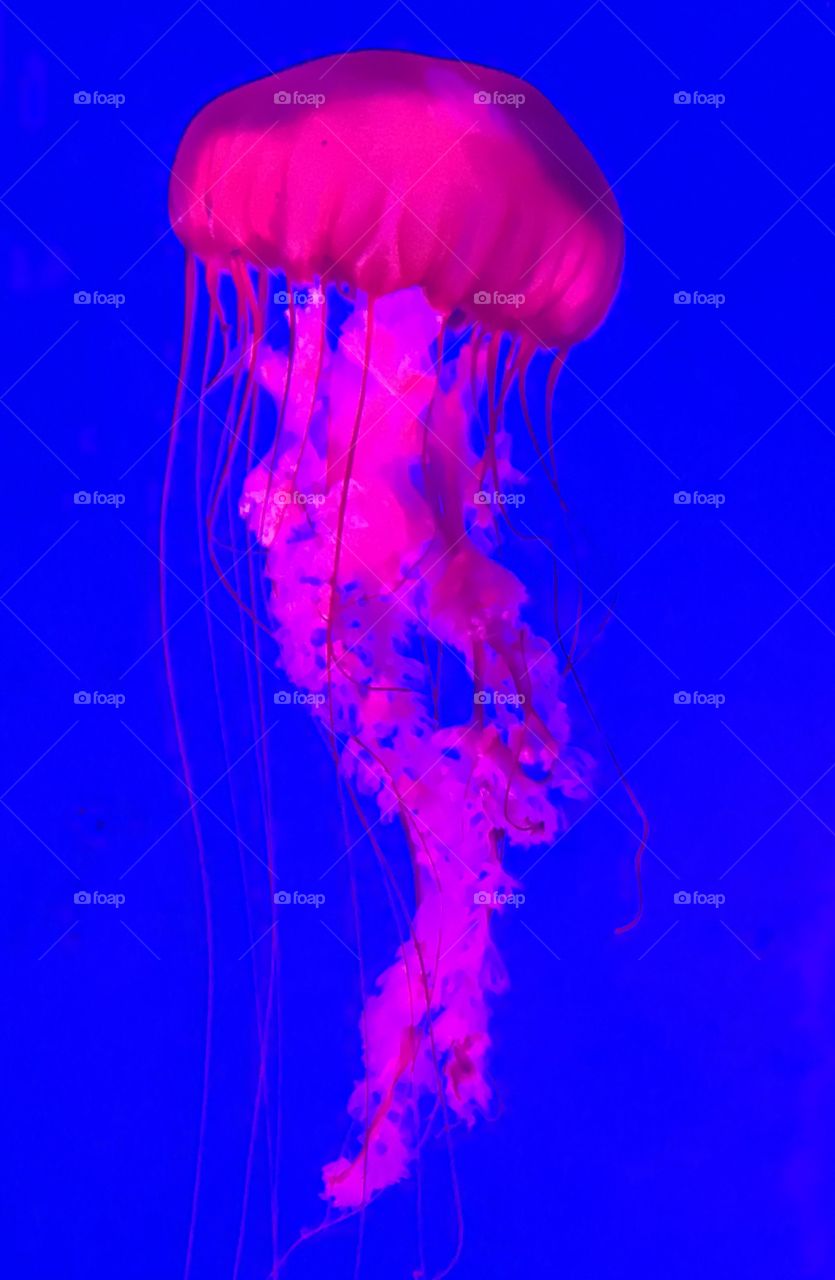 Fluorescent pink jelly fish 