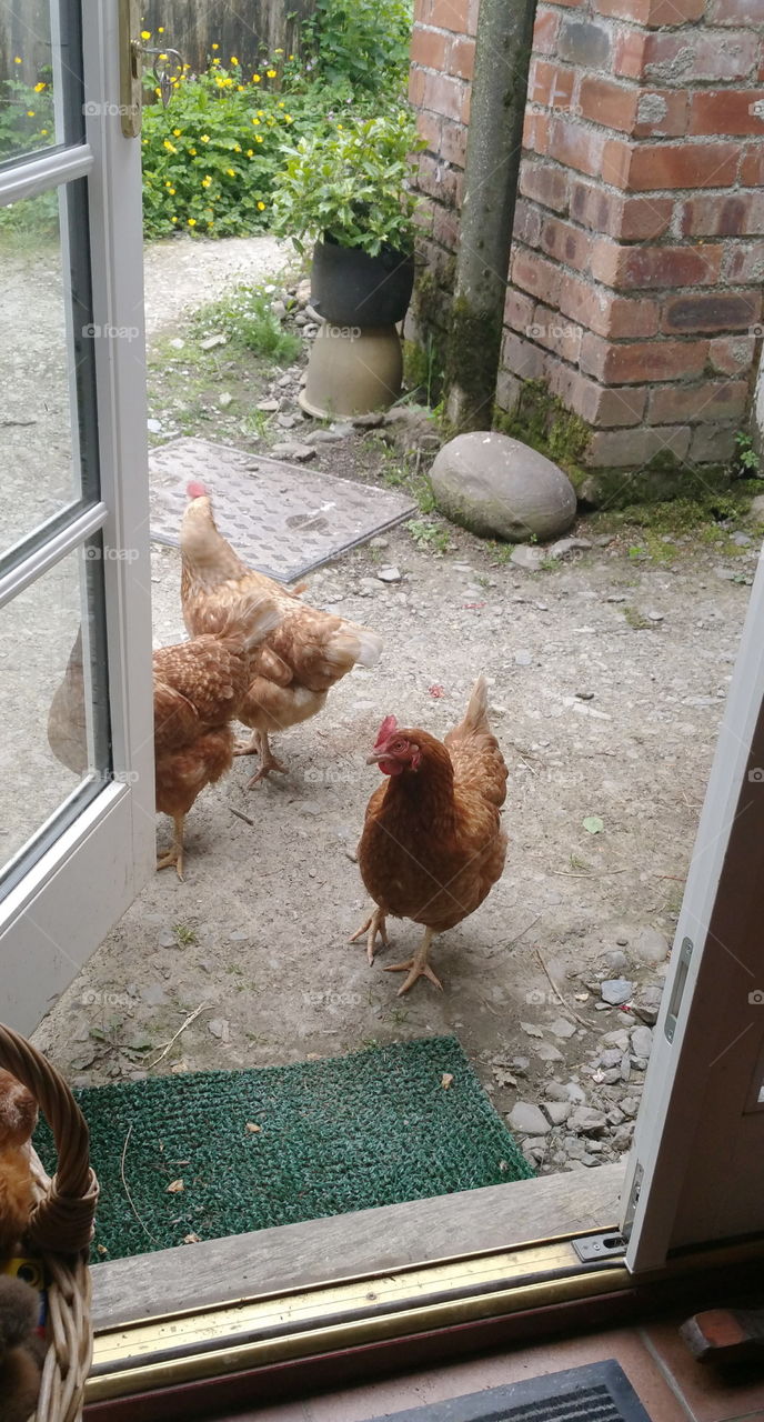 Chickens trying to get into a kitchen