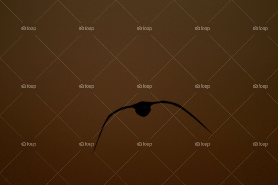 Flying along a sunset