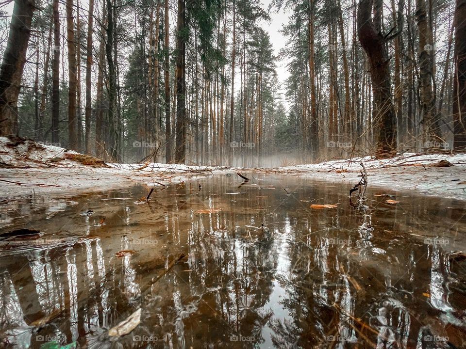 Winter forest and puddle reflection 