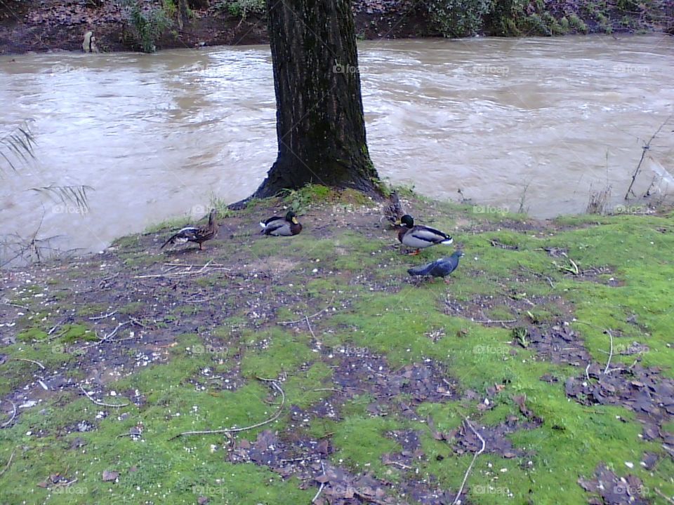 ducks take a rest